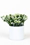 Set of 3 Artificial Flowers in Mini White Pots - 6
