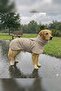 Wind & Waterproof Premium Comfortable Model Dog Raincoat for Small and Large Breed Dogs - 6