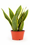 Snake Plant (Sansevieria) Plant 30-50 CM