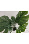 Monstera Deliciosa 75cm - 3