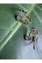 Women's Gold Color Stone Asymmetric Modern Earrings - 7