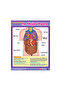 Exploring the Human Body (6 Wall Charts) - Educational Wall Chart Pack in English - 6