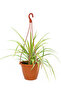 Chlorophytum Spider Plant 25-30 CM
