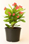 Euphorbia