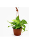 Epipremnum Hanging Money Plant - 20-30 CM