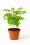 Karri Patta or Curry Plant - 50-60 CM
