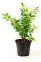 Jasmine Mogra 50CM