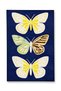 Mosso Butterfly Patterned Woven Base Modern Decorative Carpet Mosso2070