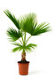 Washingtonia Robusta