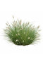 Pennisetum or Fountain Grass 40-50 CM