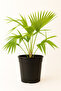 Livistona palm 45CM
