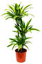 Dracaena Lemon Lime - Vibrant Indoor Air Purifier (Low Light) 100-120 CM - 4