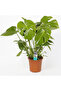 Monstera Deliciosa 45-60 CM