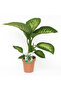 Plant- Dieffenbachia Seguine 'Tropic Snow' 50-60 CM