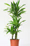 Dracaena lime Pale Green - Fresh/Live Indoor Plants-100-110CM