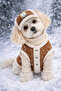 Dog Vest and Hat Winter Set – Cream Welsoft Detailed, with Snap Fasteners - 5