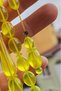 10X13 mm Lemon Zircon Amber Prayer Beads - Signed by Master Fatih Erbabacan - 2