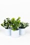 Set of 3 Artificial Flowers in Mini White Pots - 2