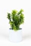 Set of 3 Artificial Flowers in Mini White Pots - 5