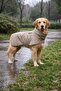 Wind & Waterproof Premium Comfortable Model Dog Raincoat for Small and Large Breed Dogs