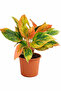 Aglaonema Pink Siam 25- 30 CM