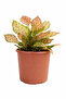 Aglaonema Red Siam 25- 30 CM