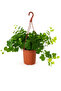 English Ivy in Hanging Pot | 25-30 CM