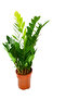 Zamioculcas Zamiifolia or ZZ Plant - 30-40 CM