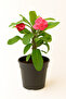 Euphorbia Fresh Indoor Plants (12-15cm)