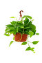Money Plant Hanging