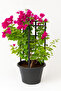 Bougainvillea Plant 60-80 CM - 3