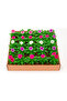 Box of 24 Vinca Rosea Plants 5-8 CM