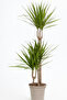 Dracaena Marginata 3PP Pot size 21 CM, height 100-110 CM