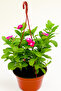 Vinca's in Hanging pot 10-15 CM