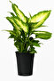 Dieffenbachia Camilla 25-30 CM