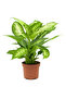Dieffenbachia Compacta