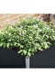 Raised Garden Bed Anthracite 100x100x77 cm Galvanised Steel - 2