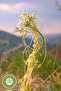 The Healing Symbol of the Famous Mardin Region: Cuscuta Herb, Cuscuta {Cuscuta Chinensis} |   60Gr. - 3