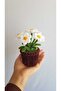 Decorative Small Cobalt in Flower – Gift for Home and Office - 2