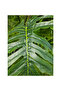 Philodendron 170cm - 3