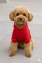 Mom's Sweetie Figure Dog Outfit Cat Outfit Sweat Hoodie - 2
