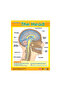 Exploring the Human Body (6 Wall Charts) - Educational Wall Chart Pack in English - 2