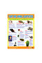 Nature's Wonders (6 Wall Charts) - Educational Wall Chart Pack in English - 6