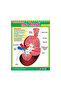 Vital Body Systems 2 (6 Wall Charts) - Educational Wall Chart Pack in English - 7