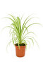 Chlorophytum (Spider Plant) 25- 30 CM