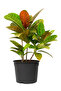 Codiaeum Croton Petra - 50-55 CM