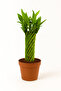 Lucky Bamboo 15-20 CM