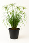 Cyperus Alternifolius or Umbrella Papyrus 40-50CM
