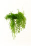 Asparagus Hanging Plant