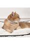 Keep Calm Calming Cat Collar Gray - 3